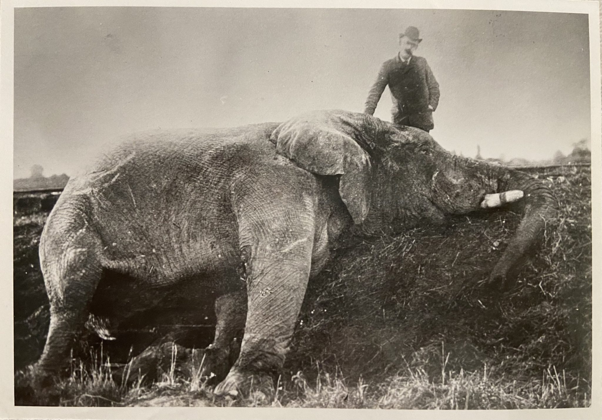 The tale and tragedy of Jumbo the elephant CFRL